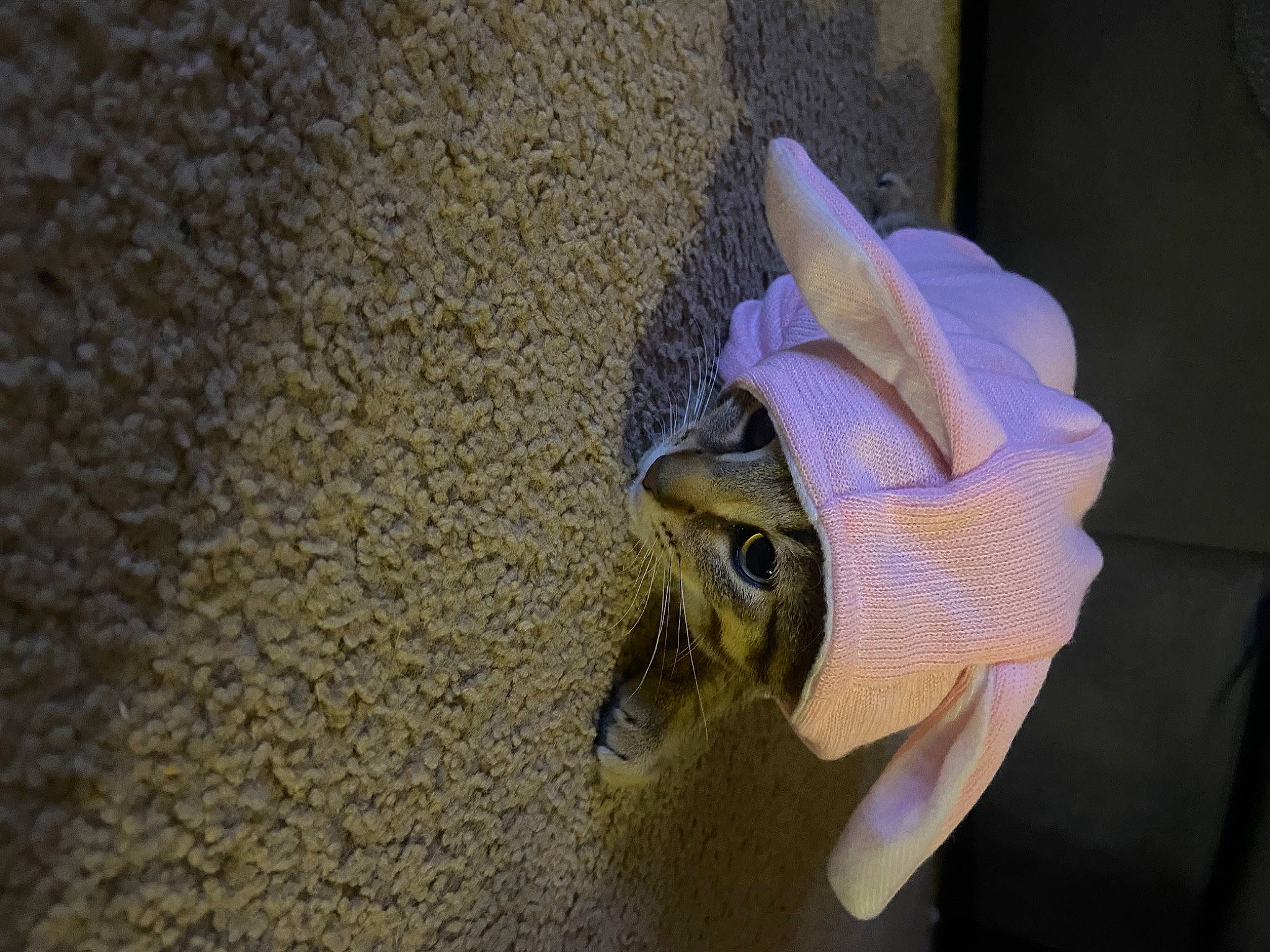 Romeo is registered to the contest to win money with this photo: amphibian, art, electric_blue, fashion_accessory, fawn, fish, flower, hat, insect, lymnaeidae, macro_photography, petal, plant, soil, terrestrial_animal