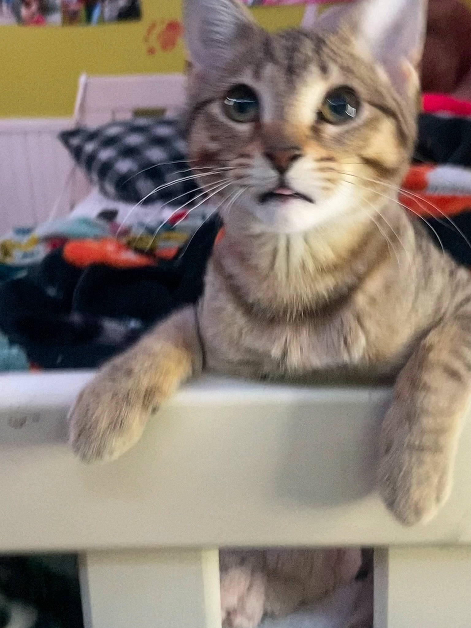 Romeo joined the competition — help win amazing prizes! box, carnivore, cat, domestic_short_haired_cat, felidae, fur, paw, pet_supply, photo_caption, small_to_medium_sized_cats, whiskers