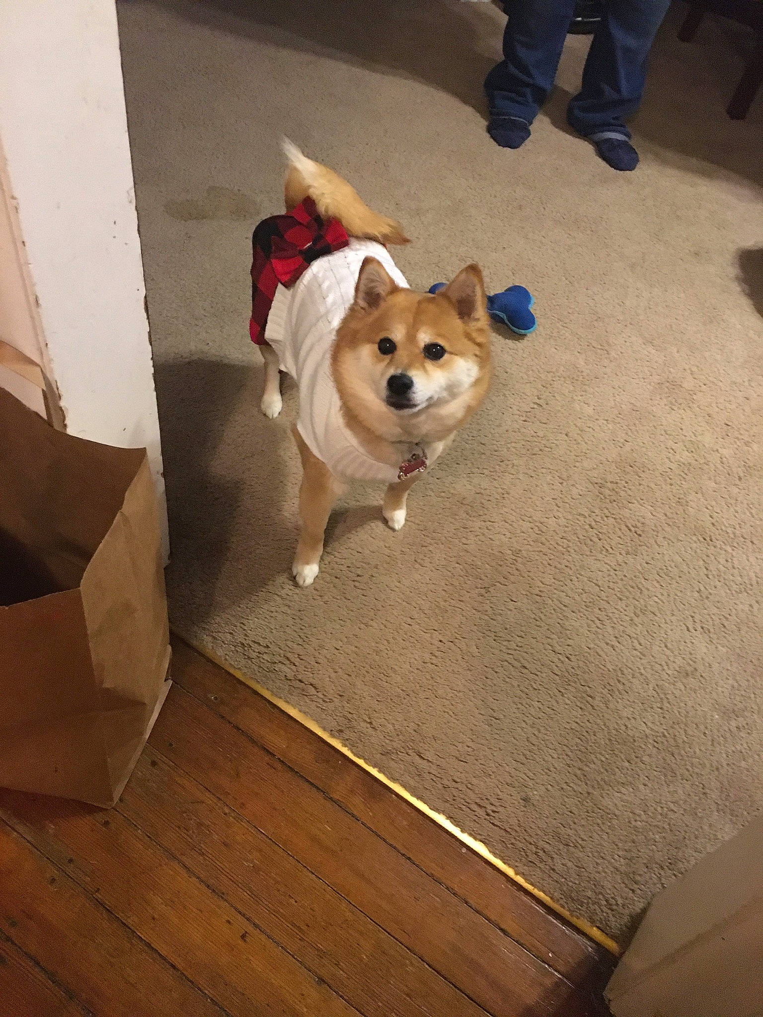 Yuki joined the competition — help win amazing prizes! canidae, carnivore, companion_dog, dog, dog_breed, dog_supply, fawn, floor, flooring, hardwood, laminate_flooring, pet_supply, plywood, snout, sporting_group, tail, toy_dog, wood, wood_flooring, working_animal