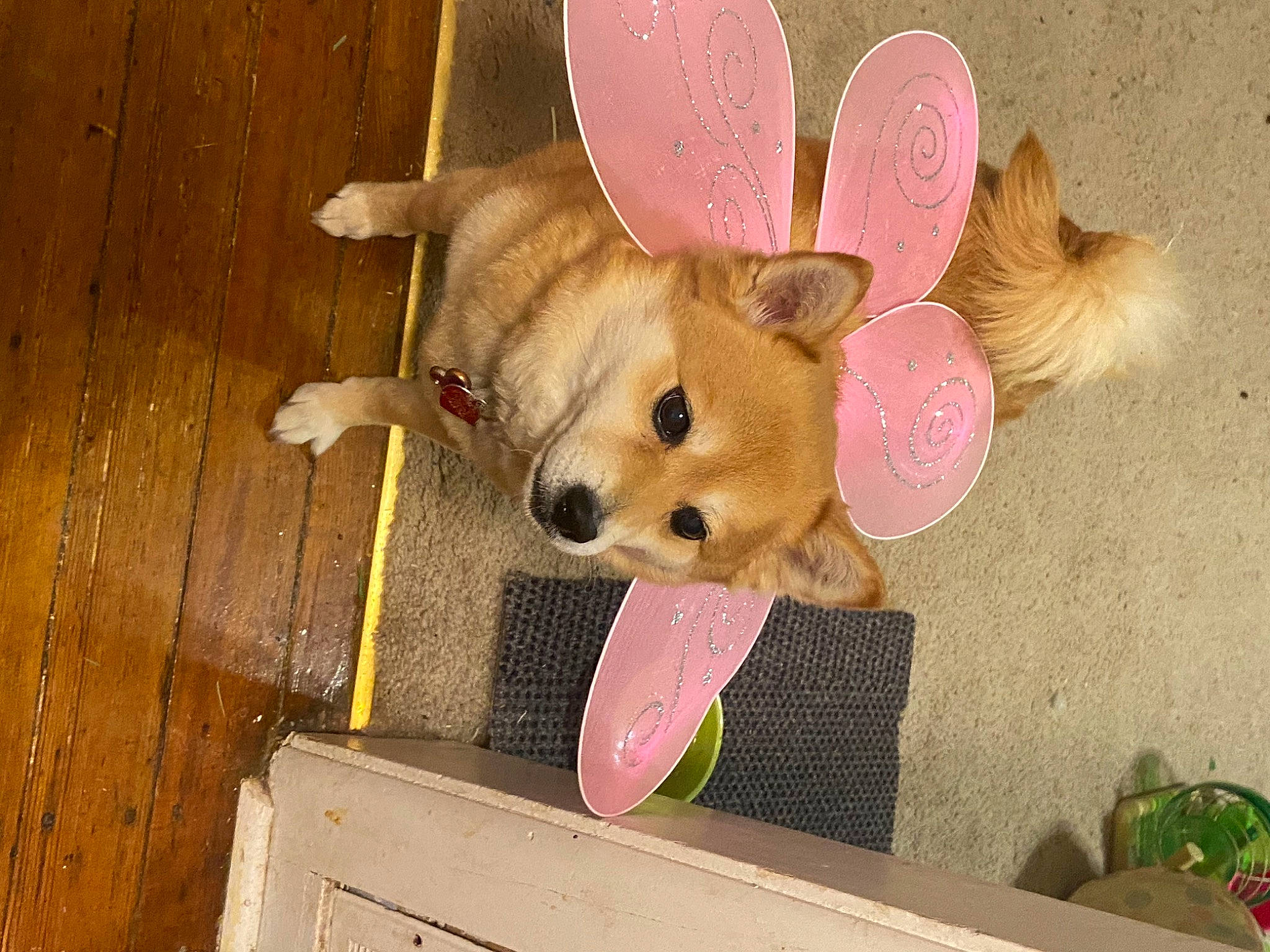 Yuki joined the competition — help win amazing prizes! canidae, carnivore, chihuahua, companion_dog, dog, dog_breed, dog_supply, dog_toy, ear, fawn, fur, paw, pet_supply, snout, spitz, tail, toy_dog, whiskers, wood, working_animal