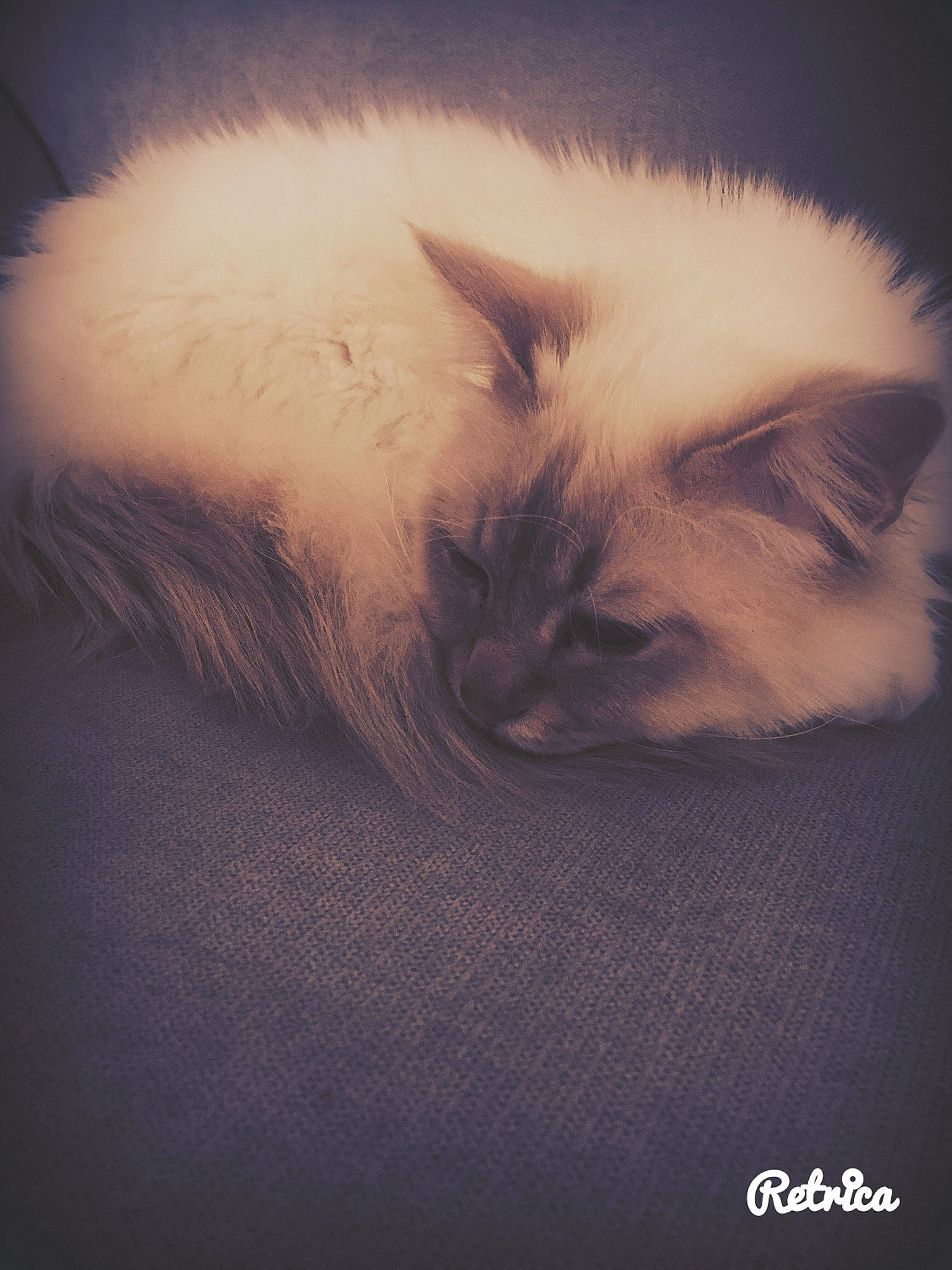 Malcolm participe au concours pour gagner de l'argent avec cette photo : balinese, carnivore, cat, claw, comfort, darkness, felidae, fur, nap, paw, ragdoll, sky, small_to_medium_sized_cats, tail, terrestrial_animal, tints_and_shades, whiskers