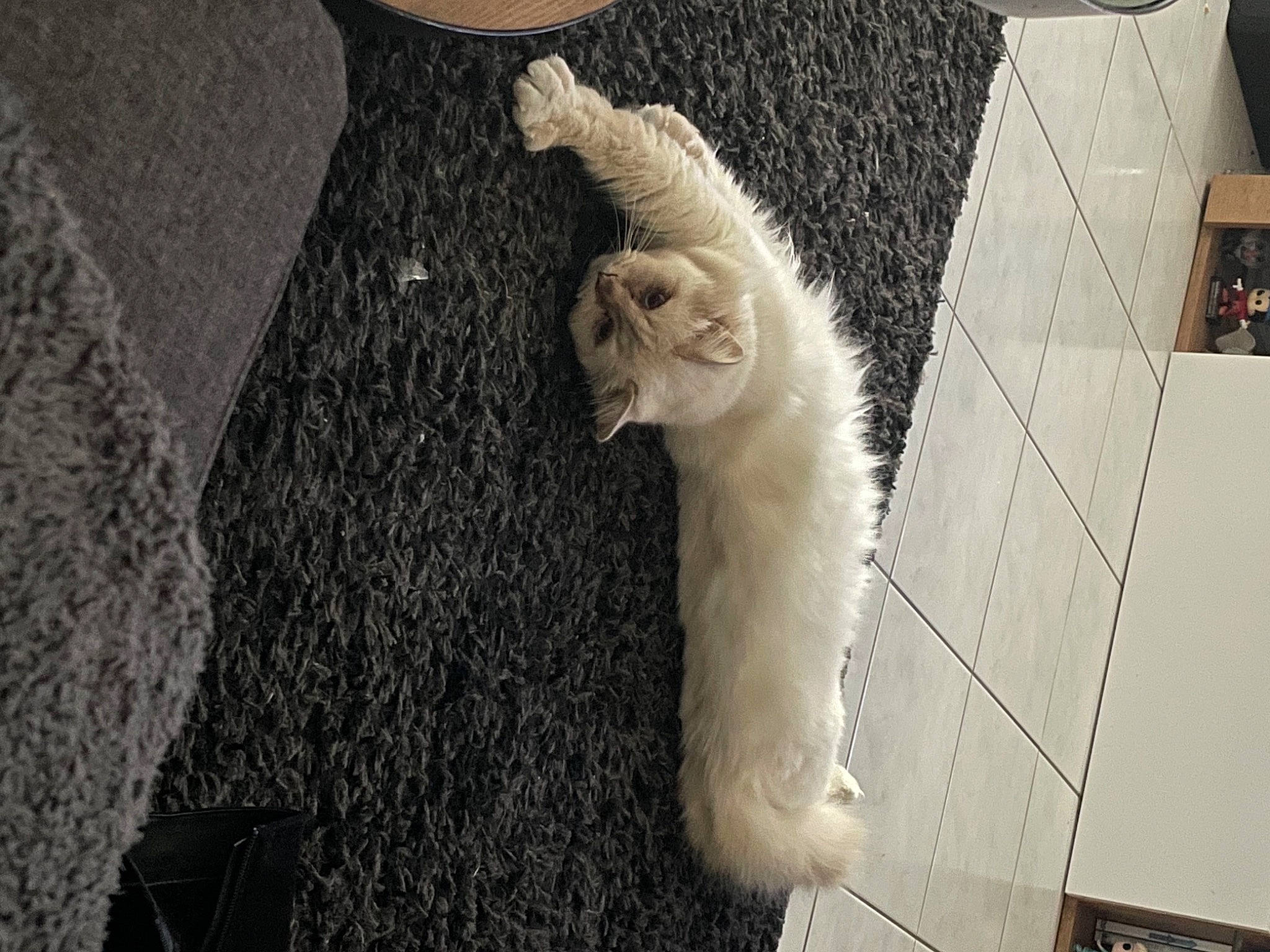 Malcolm a rejoint le concours — aidez-le/la à gagner de superbes lots ! canidae, carnivore, cat, claw, dog_breed, domestic_short_haired_cat, fawn, felidae, flooring, fur, grey, human_leg, pattern, paw, room, small_to_medium_sized_cats, snout, tail, whiskers, wood