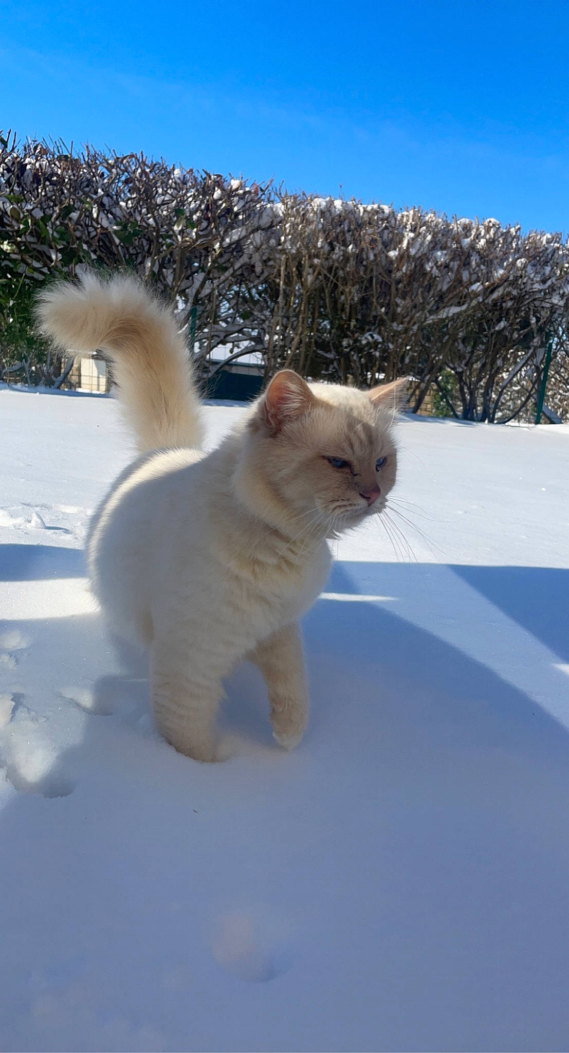 Malcolm participe au concours pour gagner de l'argent avec cette photo : canidae, carnivore, cat, claw, collar, domestic_short_haired_cat, fawn, felidae, freezing, fur, paw, sky, small_to_medium_sized_cats, snout, snow, tail, tree, whiskers, winter, wood