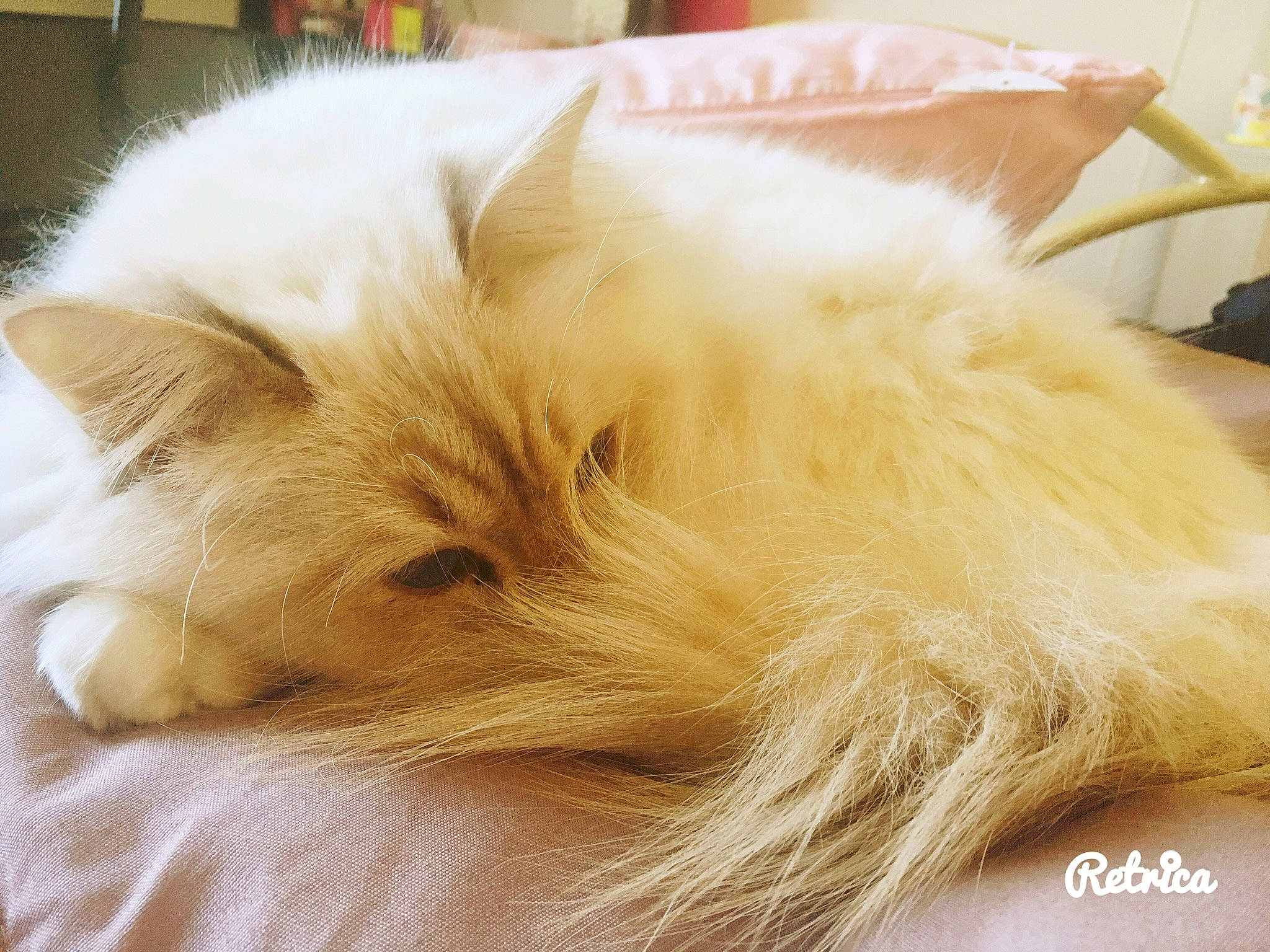 Malcolm a rejoint le concours — aidez-le/la à gagner de superbes lots ! canidae, carnivore, comfort, companion_dog, dog_breed, ear, fawn, felidae, fur, nap, natural_material, paw, small_to_medium_sized_cats, tail, whiskers