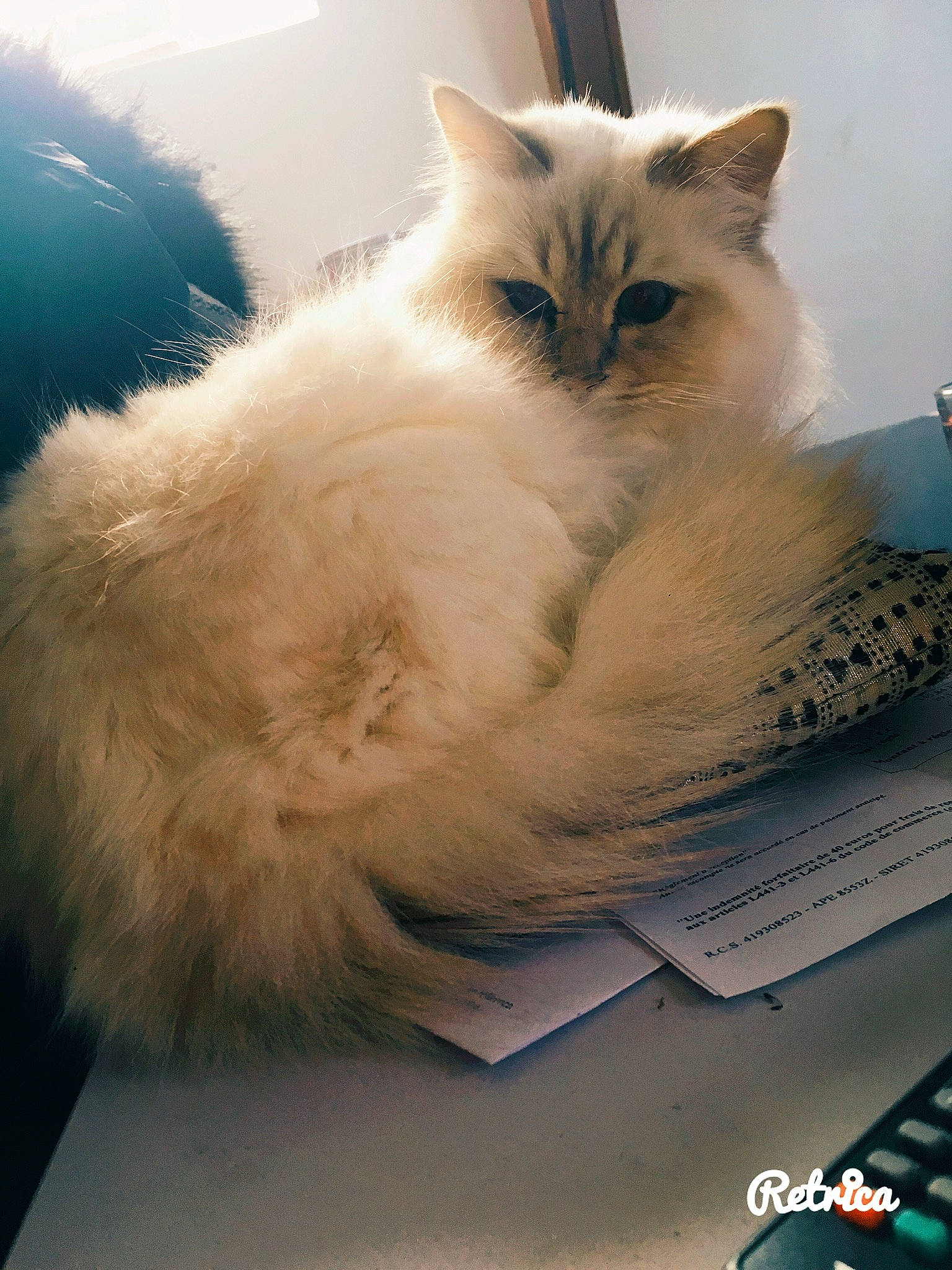 Malcolm a rejoint le concours — aidez-le/la à gagner de superbes lots ! box, british_longhair, carnivore, cat, claw, comfort, fawn, felidae, fur, paw, photography, ragdoll, small_to_medium_sized_cats, snout, tail, whiskers