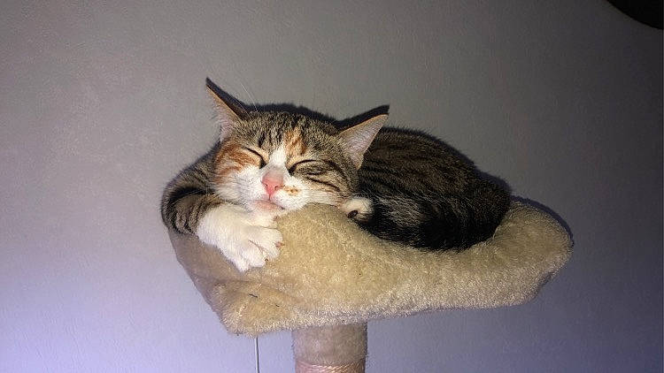 Princesse a rejoint le concours — aidez-le/la à gagner de superbes lots ! box, cardboard, carnivore, cat, cat_bed, cat_supply, claw, comfort, domestic_short_haired_cat, eye, felidae, fur, paw, sitting, small_to_medium_sized_cats, snout, tail, vertebrate, whiskers, wood