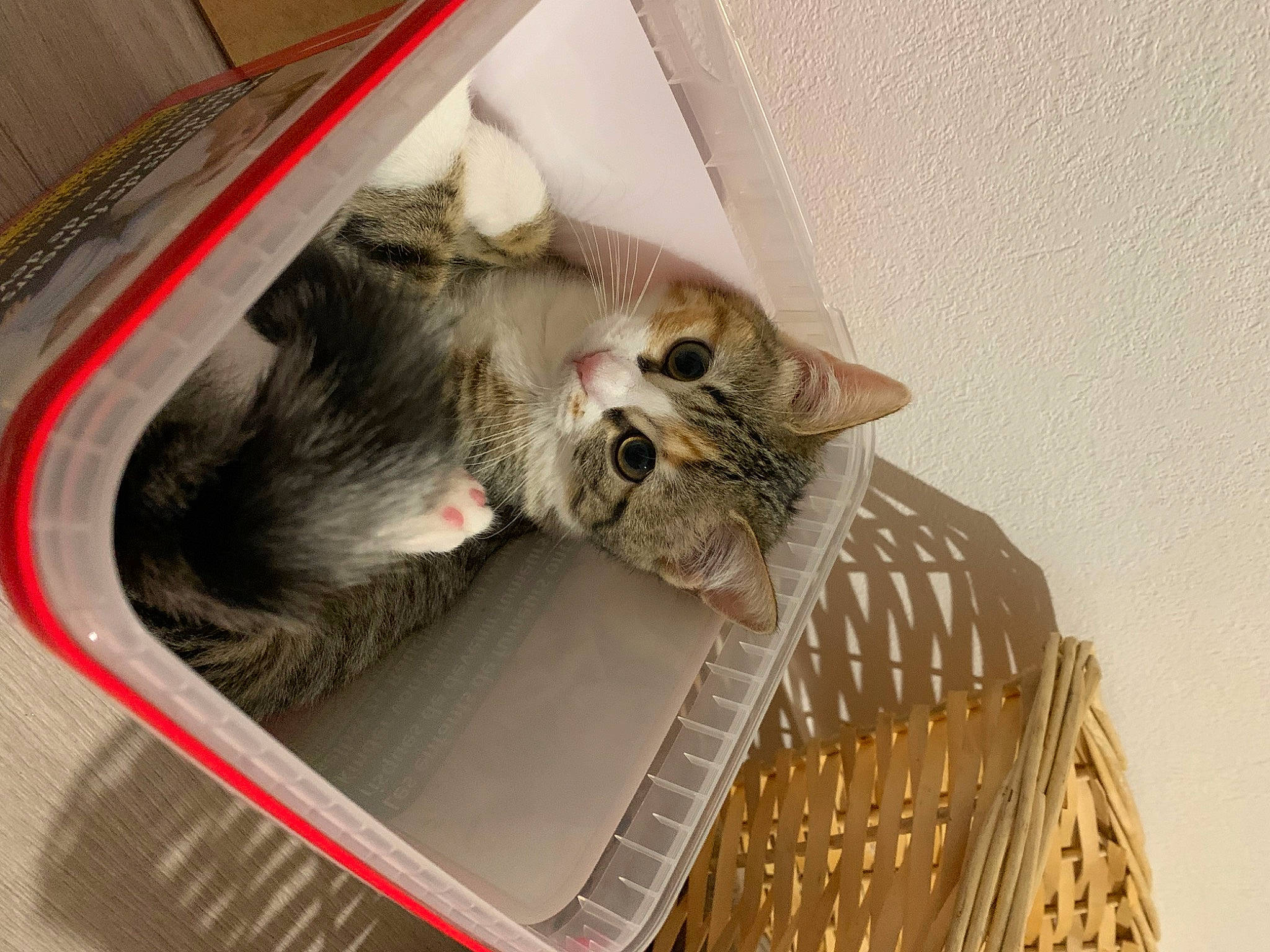 Princesse participe au concours pour gagner de l'argent avec cette photo : animal_shelter, baggage, basket, box, cage, cardboard, carnivore, cat, comfort, domestic_short_haired_cat, fawn, felidae, fur, major_appliance, mammal, pet_supply, small_to_medium_sized_cats, tail, vertebrate, whiskers
