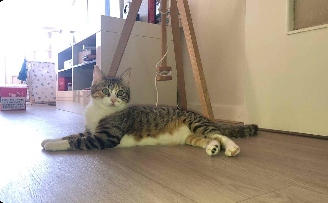 Princesse a rejoint le concours — aidez-le/la à gagner de superbes lots ! carnivore, cat, comfort, domestic_short_haired_cat, felidae, floor, flooring, fur, hardwood, laminate_flooring, mammal, paw, room, small_to_medium_sized_cats, snout, tail, vertebrate, whiskers, wood, wood_flooring