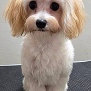 Sandy joined the competition — help win amazing prizes! animal, bow, button_eyes, close_up, cute, dog, fluffy, front_view, grooming, grooming_table, indoor, long_ears, pet, photography, portrait, puppy, small_dog, standing, white_dog, white_fur