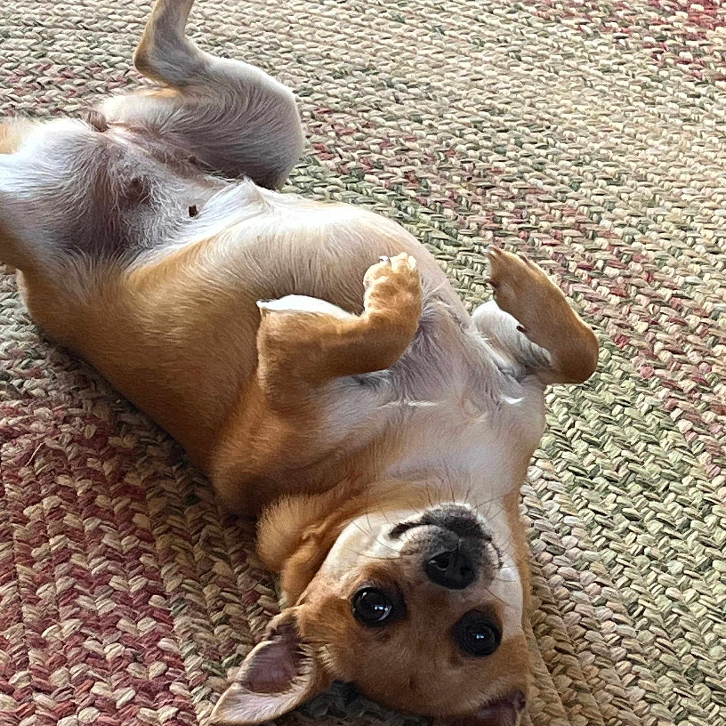 Coco is registered to the contest to win money with this photo: animal, brown_fur, companion, curious_eyes, cute, dog, ears, floor, indoor, looking_up, lying_down, on_back, paws_up, pet, playful, relaxed, small_dog, snout, white_fur, woven_rug