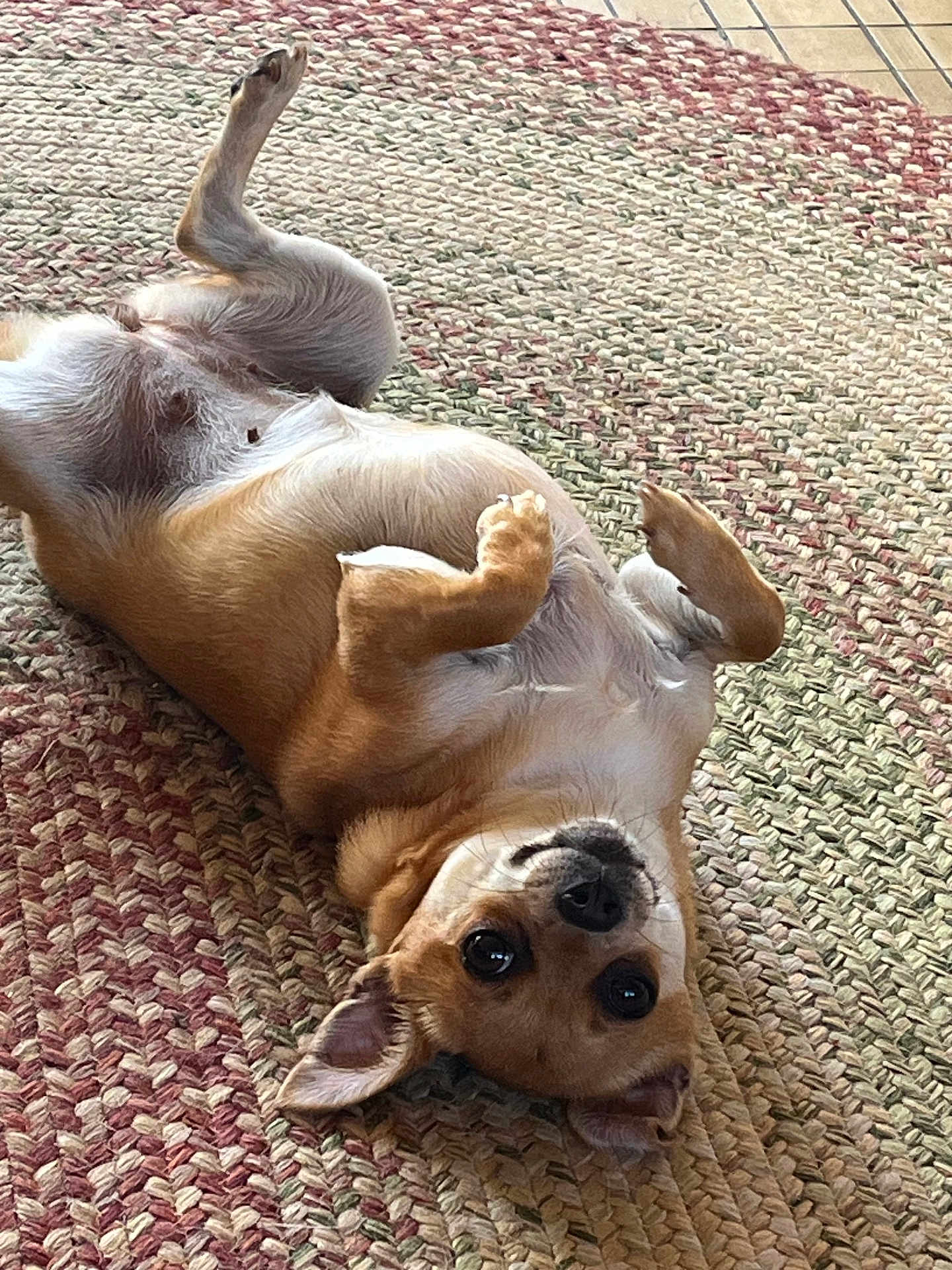 Coco is registered to the contest to win money with this photo: dog, small_dog, lying_down, on_back, paws_up, curious_eyes, indoor, woven_rug, brown_fur, white_fur, pet, cute, playful, relaxed, animal, companion, floor, looking_up, ears, snout