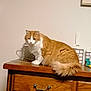 animal, cat, cozy, curious, domestic_cat, ears, feline, fluffy_cat, furniture, household, indoor, looking, orange_and_white, orange_cat, pet, tabletop, tail, whiskers, white_cat, wooden_dresser