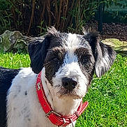 Mylord participe au concours pour gagner de l'argent avec cette photo : dog, black_and_white, red_collar, outdoor, grass, greenery, bushes, rocks, pet, canine, alert, sunlight, nature, portrait, fur, ears, nose, animal, companion, friendly