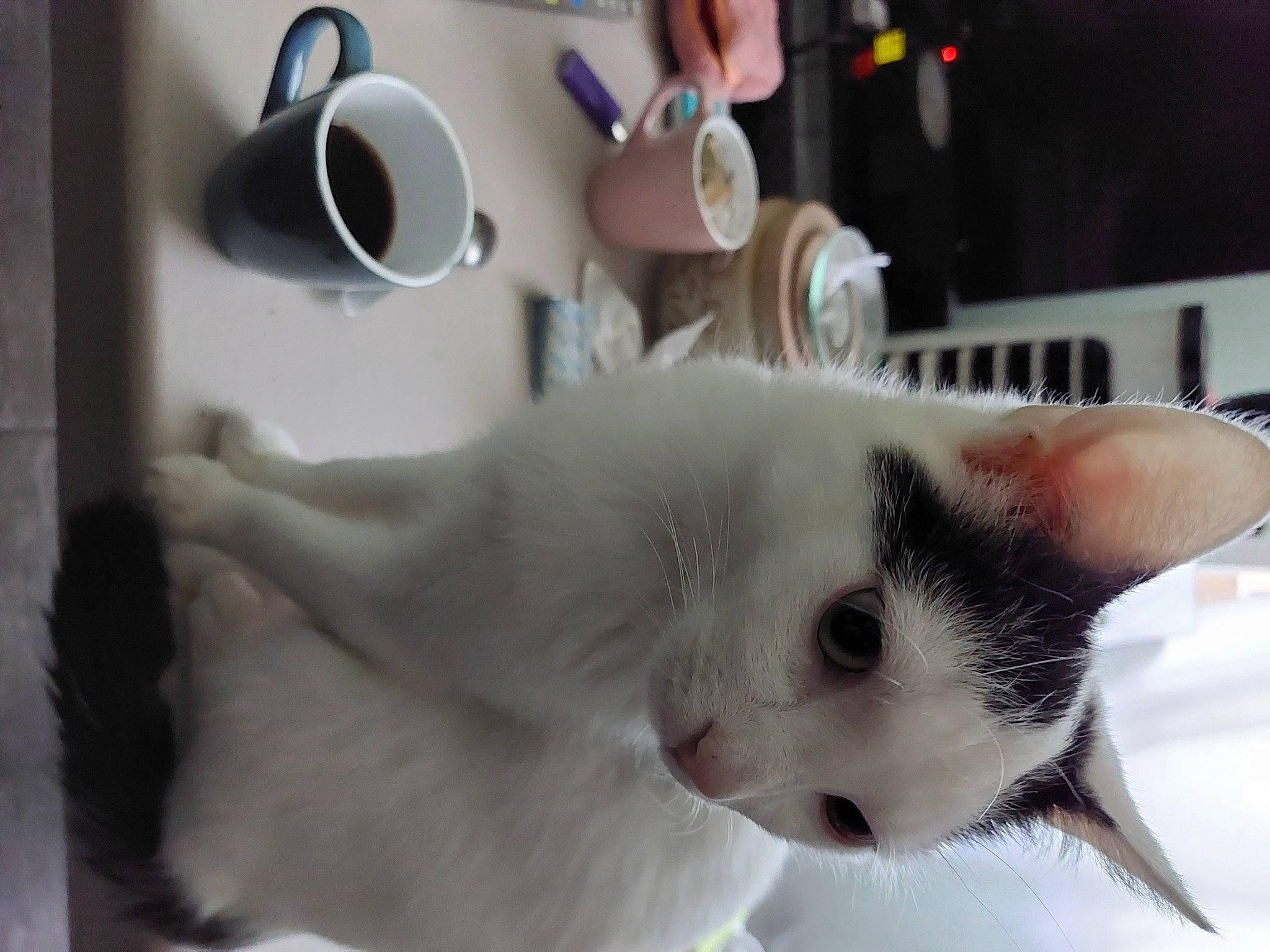 Gam participe au concours pour gagner de l'argent avec cette photo : carnivore, cat, coffee_cup, cup, domestic_short_haired_cat, drinkware, eyewear, felidae, fur, mug, paw, serveware, small_to_medium_sized_cats, snout, stuffed_toy, tableware, tail, teacup, toy, whiskers