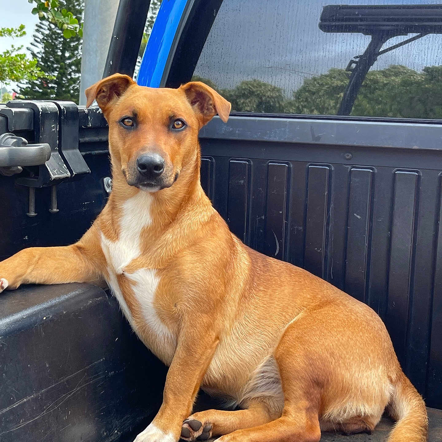 Marley joined the competition — help win amazing prizes! animal, brown_fur, canine, daylight, dog, fur, looking_at_camera, metal, nature, outdoor, paw, pet, pickup_truck, relaxed, sitting, tail, tree, vehicle, white_patch, window