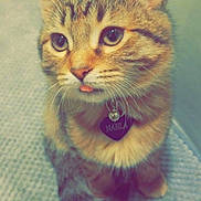 Nahla is registered to the contest to win money with this photo: cat, kitten, pet, tabby, fur, whiskers, collar, name_tag, eyes, ears, tongue, sitting, indoor, bath_rug, tile_floor, portrait, close_up, looking_up, cute, domestic_animal