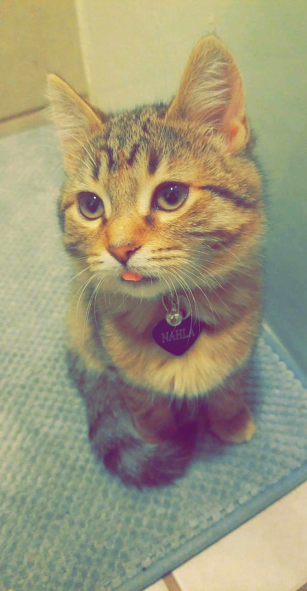 Nahla is registered to the contest to win money with this photo: cat, kitten, pet, tabby, fur, whiskers, collar, name_tag, eyes, ears, tongue, sitting, indoor, bath_rug, tile_floor, portrait, close_up, looking_up, cute, domestic_animal