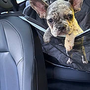 Mazy is registered to the contest to win money with this photo: dog, puppy, french_bulldog, pet, animal, car, car_interior, pet_carrier, travel, seated, paws, ears, portrait, closeup, looking_at_camera, black, gray, cute, funny, photography