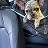 animal, black, car, car_interior, closeup, cute, dog, ears, french_bulldog, funny, gray, looking_at_camera, paws, pet, pet_carrier, photography, portrait, puppy, seated, travel