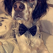Sky a rejoint le concours — aidez-le/la à gagner de superbes lots ! dog, bow_tie, pet, animal, portrait, close_up, indoor, furniture, couch, curly_fur, black_and_white, brown_spots, relaxed, looking_at_camera, companion, cute, domestic_animal, friendly, canine, cozy
