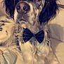 dog, bow_tie, pet, animal, portrait, close_up, indoor, furniture, couch, curly_fur, black_and_white, brown_spots, relaxed, looking_at_camera, companion, cute, domestic_animal, friendly, canine, cozy