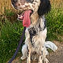 Sky participe au concours pour gagner de l'argent avec cette photo : dog, animal, sitting, tongue_out, leash, outdoor, nature, grass, wheat_field, path, spotted, happy, pet, fur, canine, black_and_white, brown_spots, ears, daylight, sky