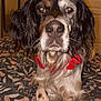 Sky a rejoint le concours — aidez-le/la à gagner de superbes lots ! dog, pet, animal, bed, indoor, collar, black_fur, white_fur, brown_spots, patterned_bedspread, ears, snout, whiskers, eyes, face, fur, close_up, calm, looking_at_camera, red_collar