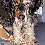Sky a rejoint le concours — aidez-le/la à gagner de superbes lots ! animal, bed, black, brown, canine, close_up, dog, ears, expression, fur, indoor, long_fur, nose, patterned_blanket, pet, portrait, sitting, wavy_fur, white, window
