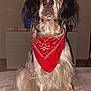 Sky participe au concours pour gagner de l'argent avec cette photo : animal, bandana, bed, black_fur, brown_fur, companion, cozy, decor, dog, domestic, furniture, indoor, long_hair, pet, picture_frame, portrait, red_bandana, sitting, wall_art, white_fur