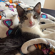 Ollie joined the competition — help win amazing prizes! cat, kitten, blanket, bed, whiskers, ears, yellow_eyes, pink_nose, gray_and_white_fur, cozy, indoor, bedroom, dresser, television, patterned_blanket, portrait, pet, relaxed, looking_at_camera, soft_texture