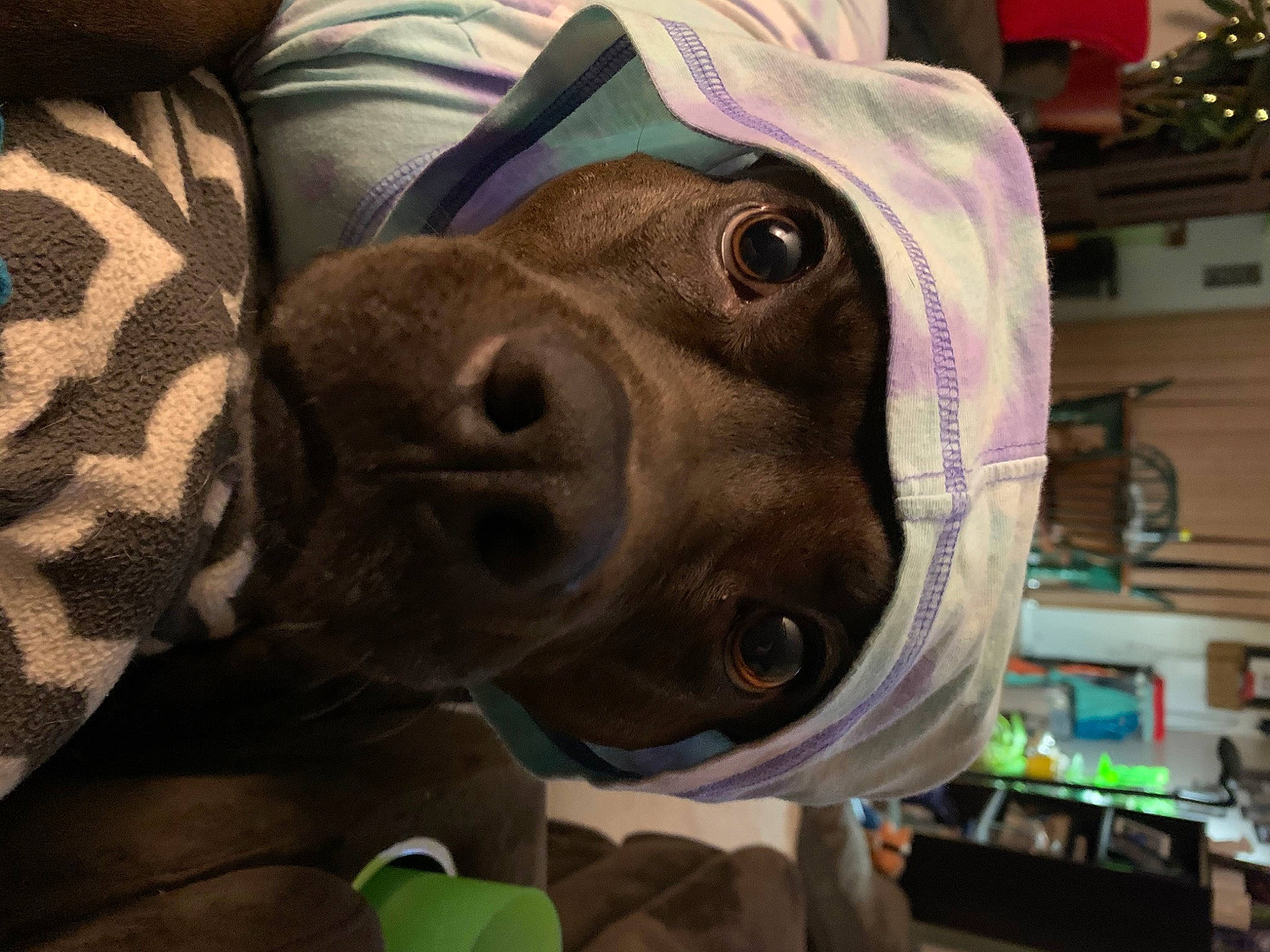 Kona is registered to the contest to win money with this photo: canidae, carnivore, dog, dog_breed, fawn, non_sporting_group, nose, snout, sporting_group, weimaraner