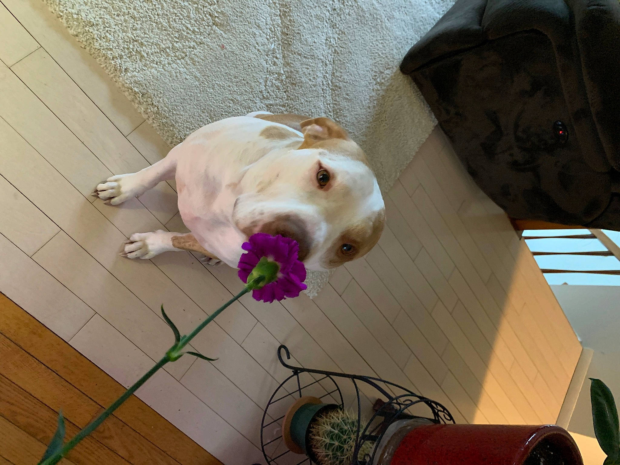 Jax is registered to the contest to win money with this photo: american_bulldog, canidae, carnivore, companion_dog, dog, dog_breed, dogo_guatemalteco, fawn, labrador_retriever, mammal, non_sporting_group, pit_bull, retriever, snout, sporting_group
