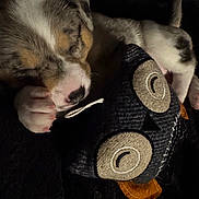 Sylo is registered to the contest to win money with this photo: puppy, dog, sleeping, cuddling, stuffed_toy, owl_toy, plush, paw, nose, closed_eyes, fur, cute, cozy, blanket, soft_texture, close_up, indoor, low_light, resting, pet