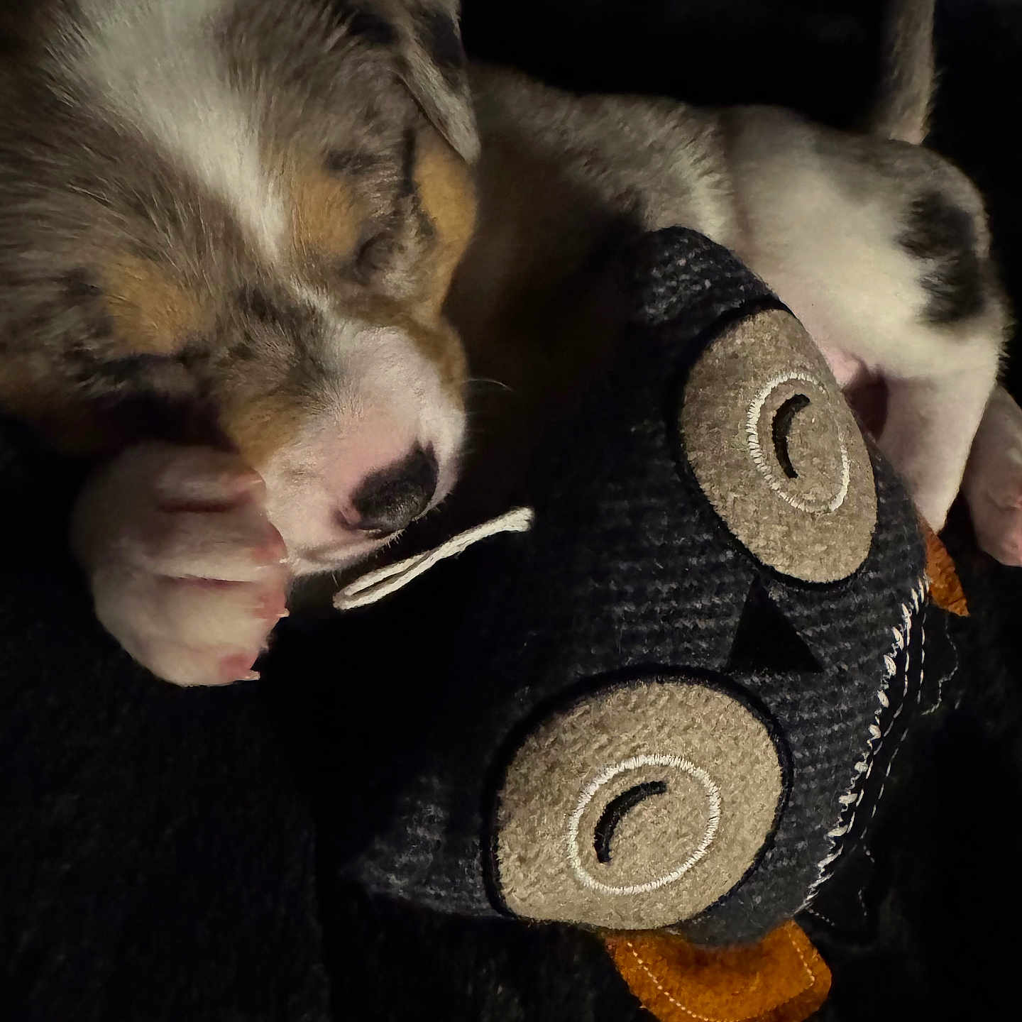 Sylo is registered to the contest to win money with this photo: blanket, close_up, closed_eyes, cozy, cuddling, cute, dog, fur, indoor, low_light, nose, owl_toy, paw, pet, plush, puppy, resting, sleeping, soft_texture, stuffed_toy