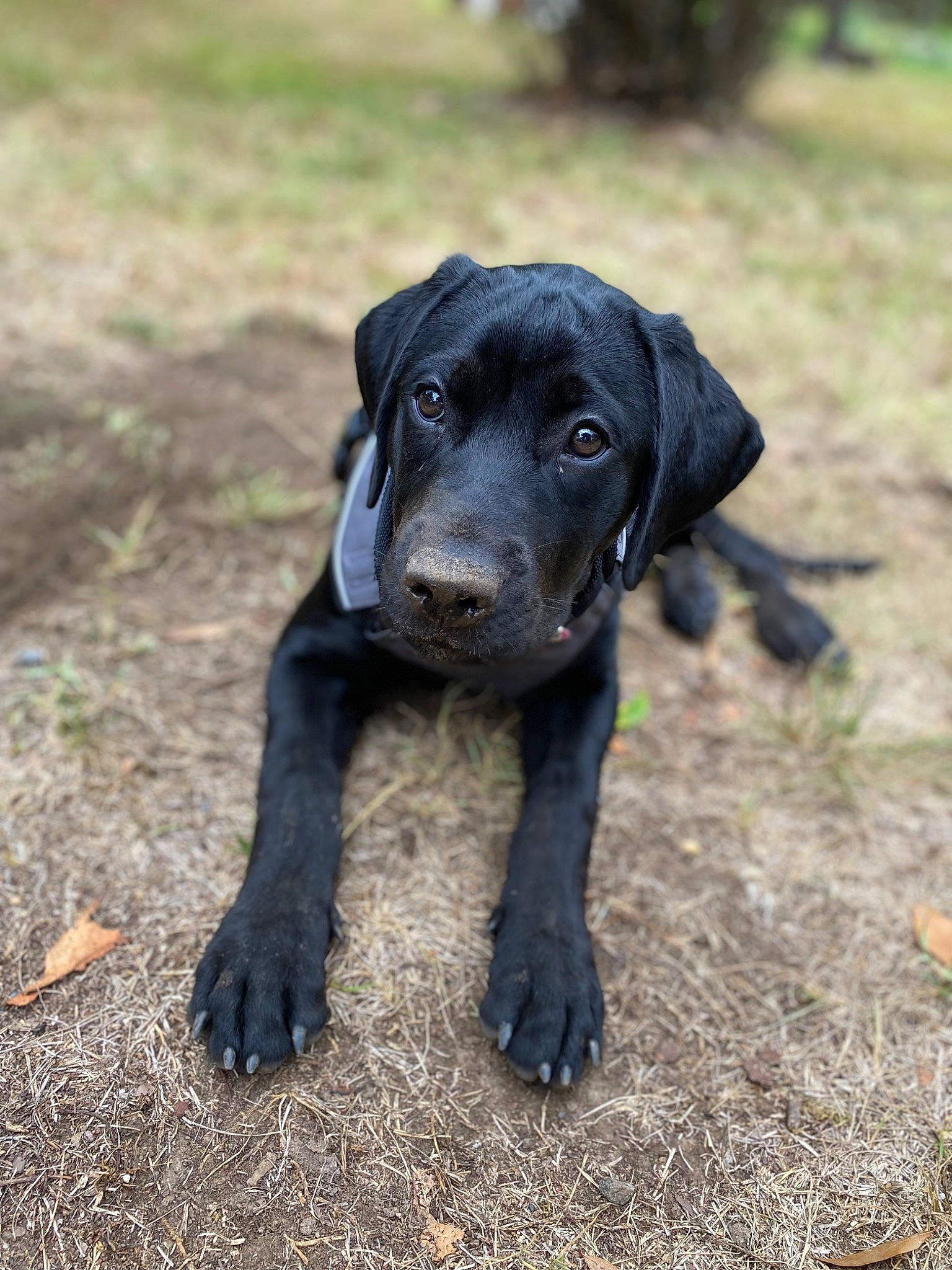Honey is registered to the contest to win money with this photo: borador, carnivore, companion_dog, dog, dog_breed, fawn, fur, grass, gun_dog, hunting_dog, plant, snout, soil, sporting_group, terrestrial_animal, whiskers, working_animal