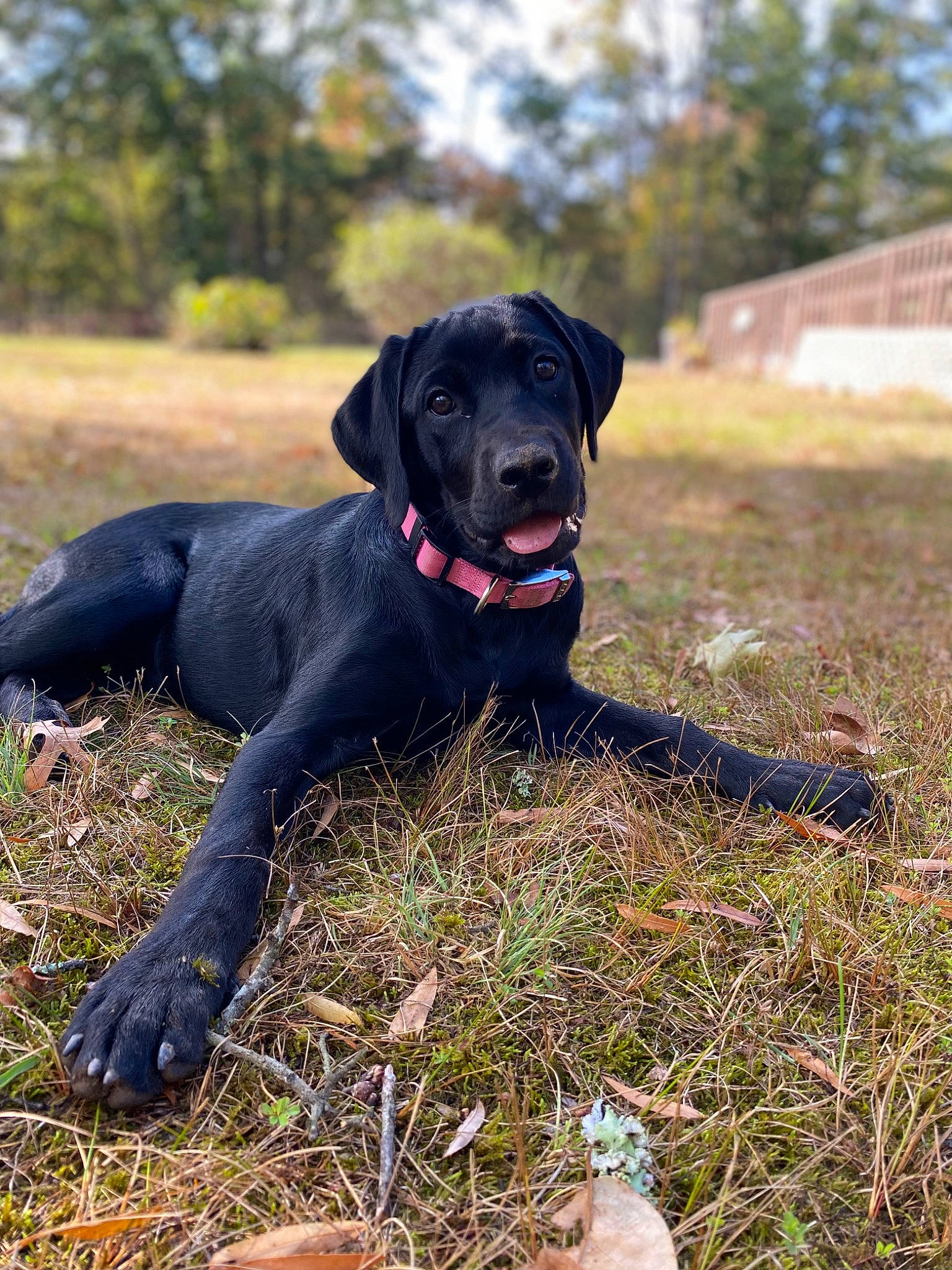 Honey joined the competition — help win amazing prizes! borador, canidae, carnivore, collar, companion_dog, dog, dog_breed, dog_collar, grass, grassland, guard_dog, gun_dog, personal_protective_equipment, plant, retriever, sky, soil, sporting_group, tree, working_animal