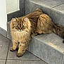 animal, brown_fur, cat, curious, cute, domestic, ears, feline, floor, fluffy, green_eyes, home, indoor, long_hair, pet, sitting, stairs, tail, tiled_floor, whiskers
