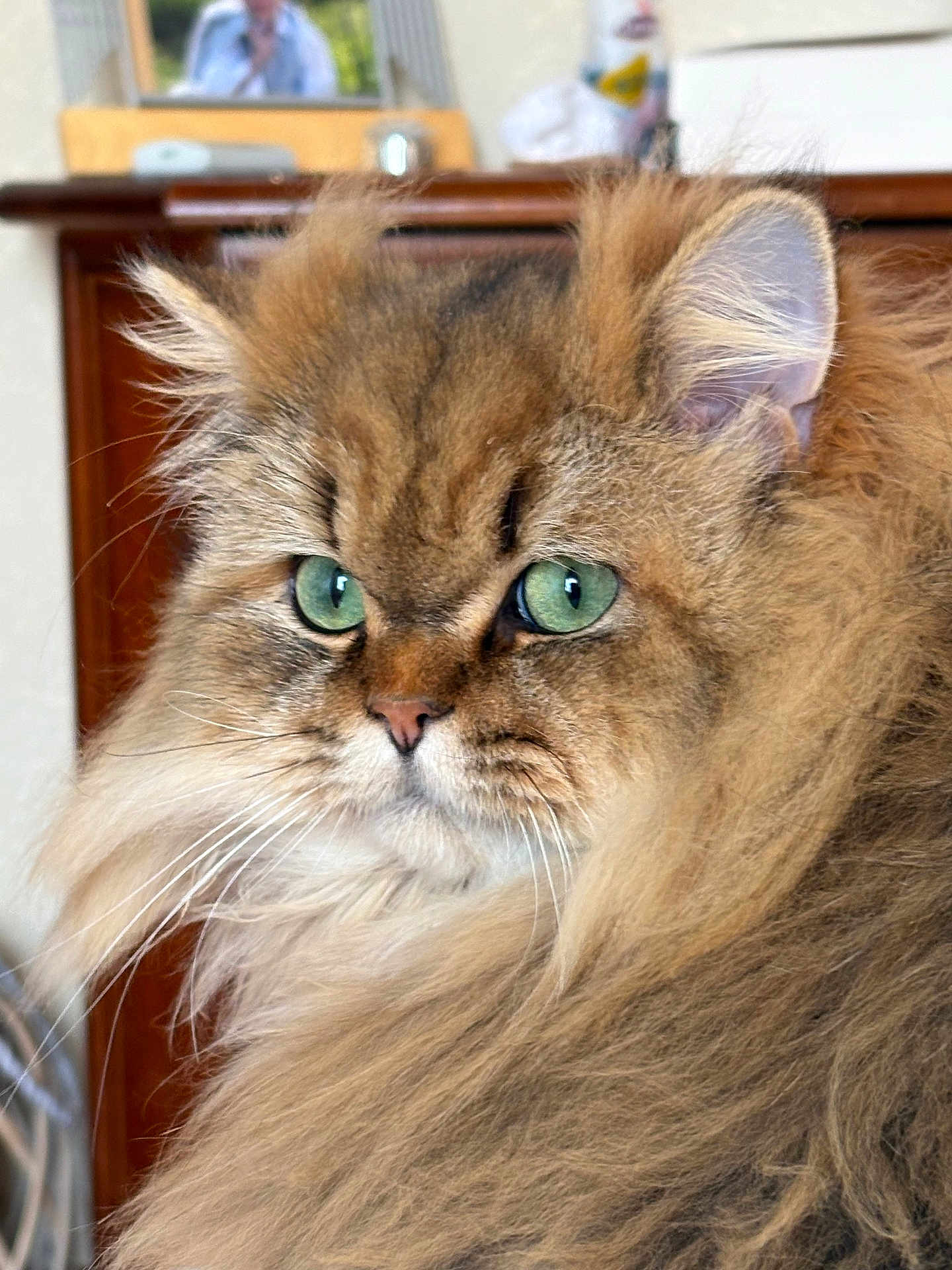 Yoda participe au concours pour gagner de l'argent avec cette photo : animal, background, cat, close_up, cute, domestic_cat, ears, face, feline, fluffy, fur, furry, green_eyes, household, indoor, long_hair, muzzle, pet, portrait, whiskers