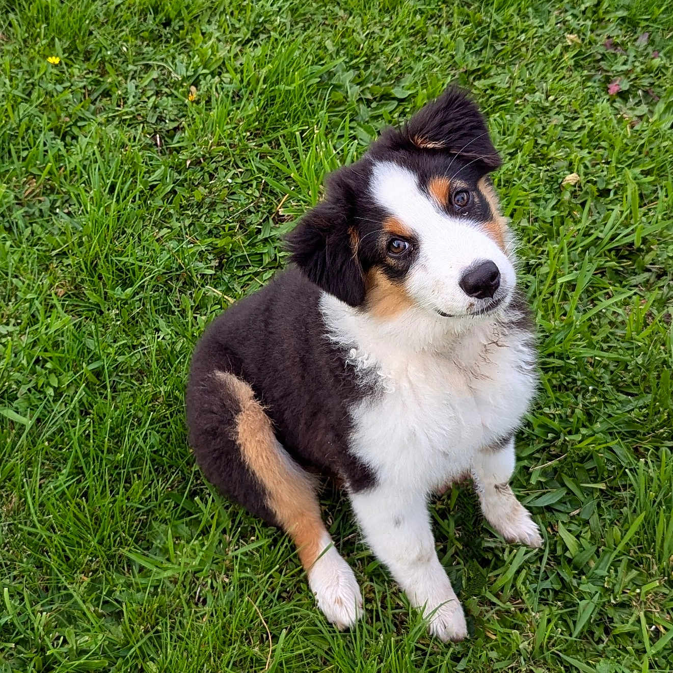 Vanua a rejoint le concours — aidez-le/la à gagner de superbes lots ! accessories, animal, ball, canine, collie, dog, field, football, grass, grassland, green, husky, lawn, nature, outdoors, pet, plant, puppy, strap, yard