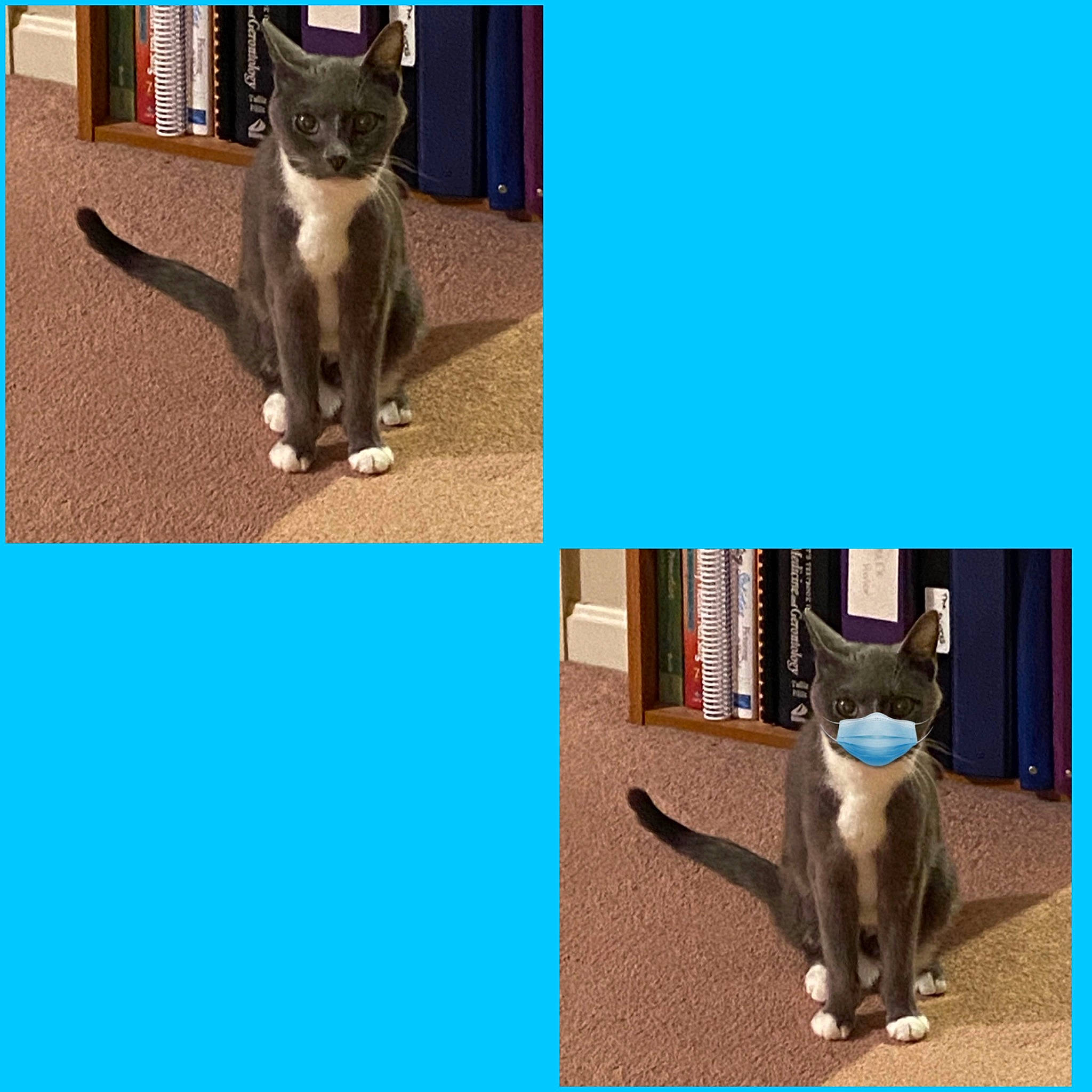 Princess joined the competition — help win amazing prizes! blue, carnivore, cat, cat_supply, comfort, electric_blue, fawn, felidae, font, fur, mammal, pet_supply, photo_caption, product, small_to_medium_sized_cats, snapshot, snout, tail, vertebrate, whiskers