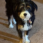 Rainbow is registered to the contest to win money with this photo: animal, black_fur, brown_fur, canine, carpet, collar, companion, cute, dog, domestic_animal, fluffy, friendly, fur, indoor, looking, pet, portrait, standing, tag, white_fur