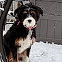Rainbow is registered to the contest to win money with this photo: animal, black_fur, brown_fur, cold, collar, cute, decorative, dog, fur, metal_chair, nature, outdoor, pet, planter, portrait, sitting, snow, white_fur, winter, young_dog