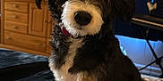 Rainbow is registered to the contest to win money with this photo: animal, bed, black_and_white, blanket, canine, collar, cozy, curtains, cute, decor, dog, fluffy, furniture, household, indoor, pet, portrait, relaxed, sitting, wooden