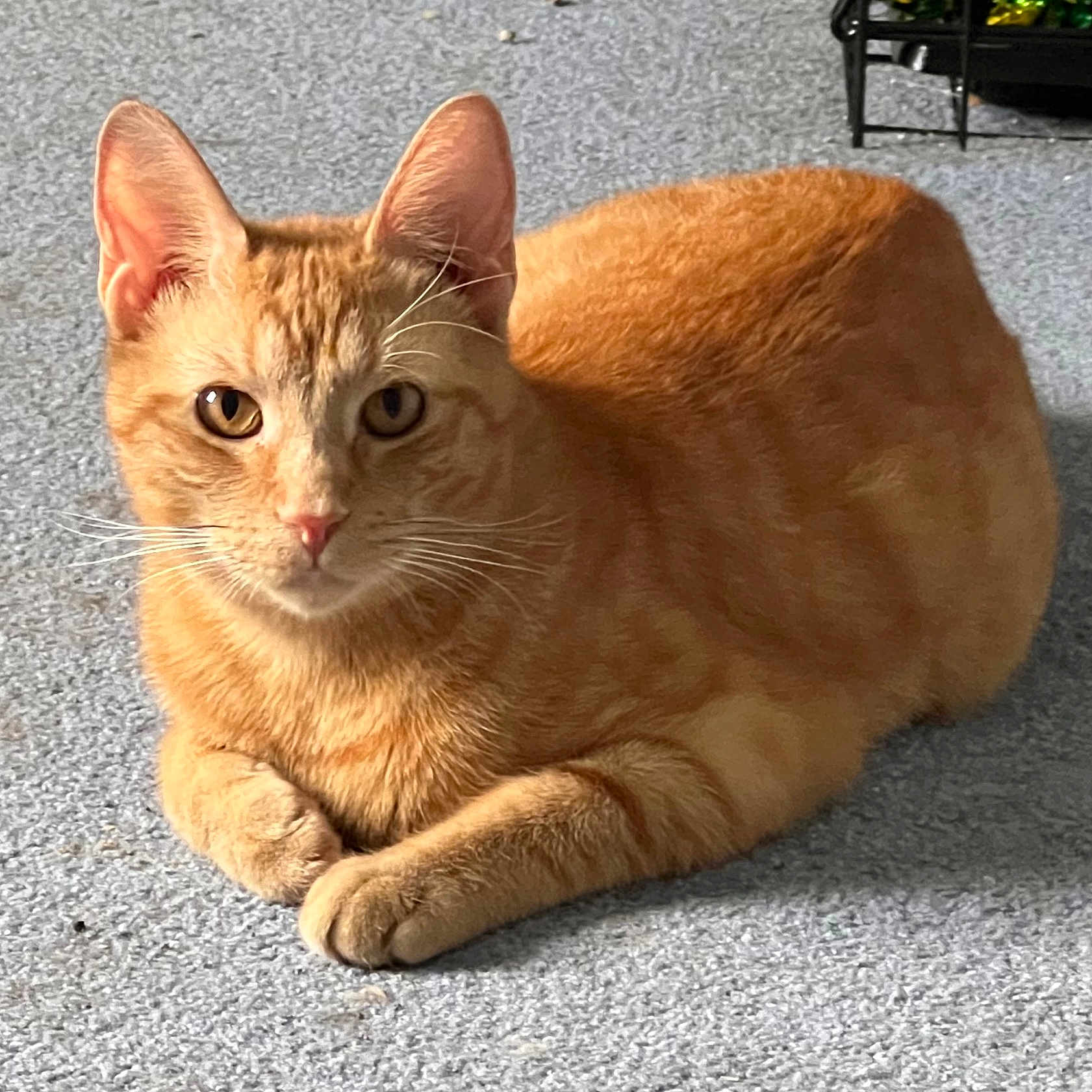 Simba