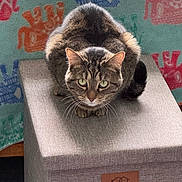 Minnie is registered to the contest to win money with this photo: alert, animal, blanket, box, brown, cat, crouching, ears, eyes, fabric, feline, fur, gray, indoor, pattern, pet, tabby, tail, texture, whiskers