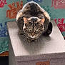alert, animal, blanket, box, brown, cat, crouching, ears, eyes, fabric, feline, fur, gray, indoor, pattern, pet, tabby, tail, texture, whiskers