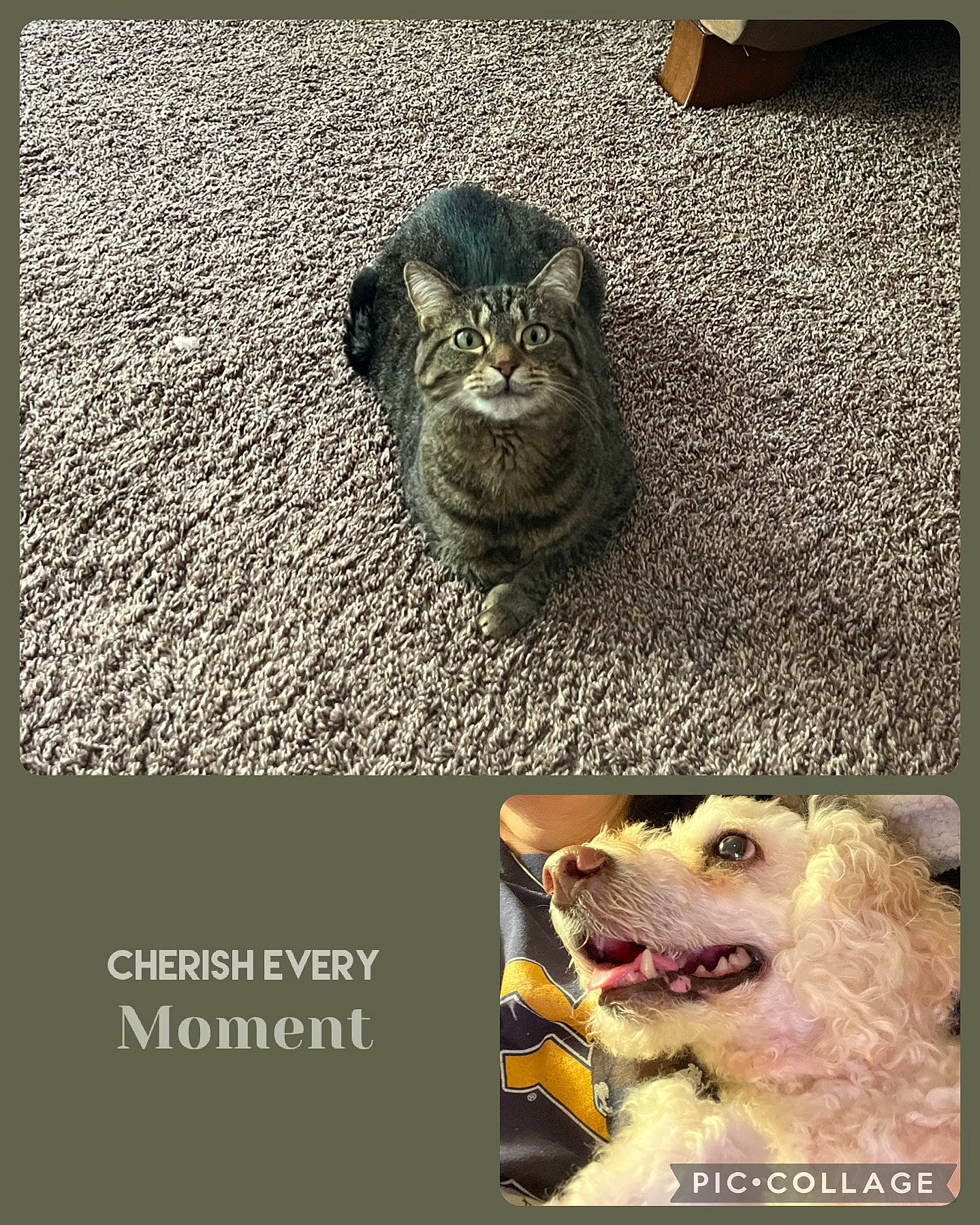 Minnie is registered to the contest to win money with this photo: animal, baby, ball, canine, cat, couch, dog, face, furniture, head, kitten, manx, person, pet, photography, poodle, portrait, sport, tennis, tennisball