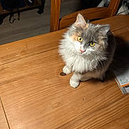 Koume a rejoint le concours — aidez-le/la à gagner de superbes lots ! cat, fluffy, wooden_table, chair, indoor, pet, curious, yellow_eyes, fur, domestic_animal, home_interior, wood_floor, furniture, lighting, table, close_up, animal, cute, sitting, looking_up