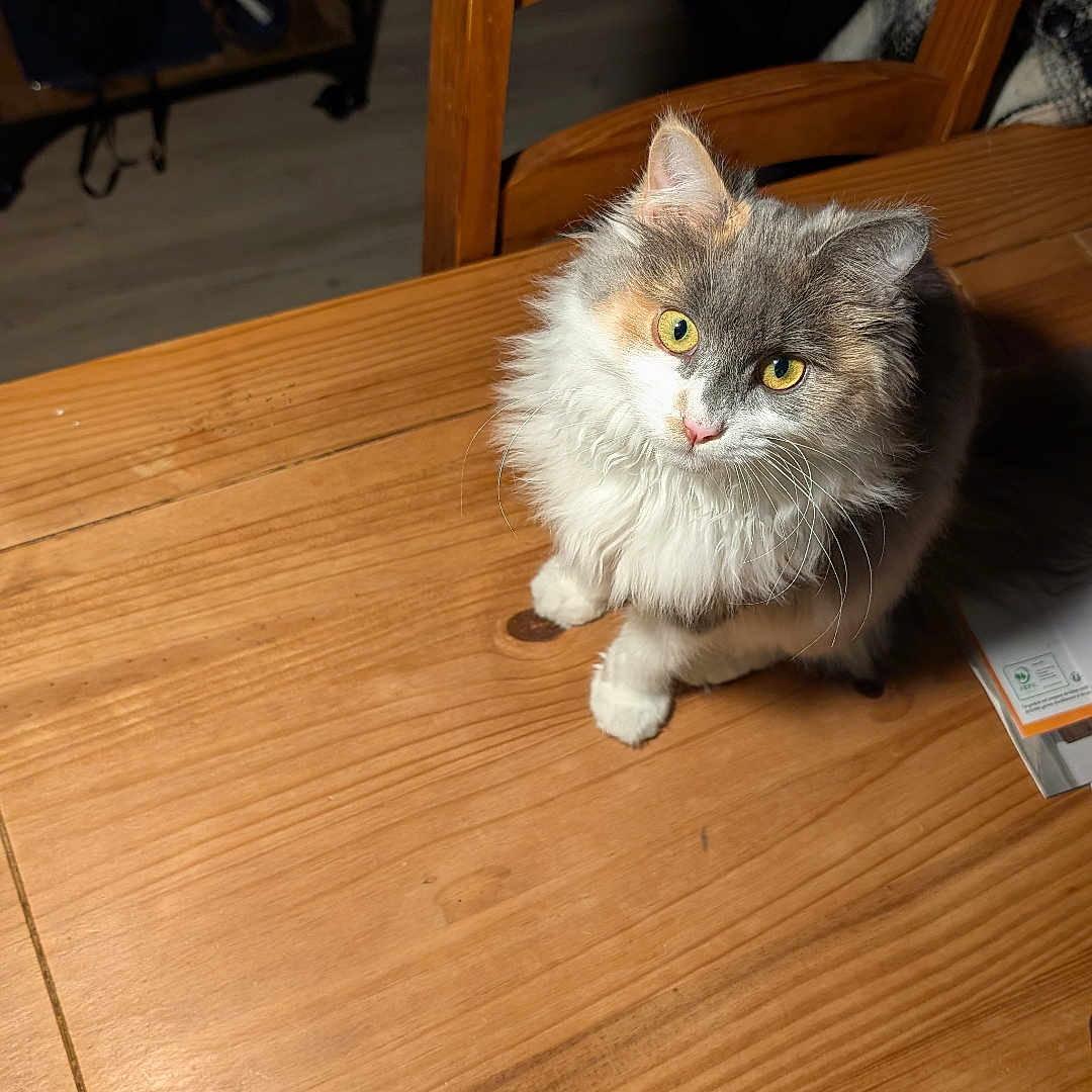 Koume a rejoint le concours — aidez-le/la à gagner de superbes lots ! animal, cat, chair, close_up, curious, cute, domestic_animal, fluffy, fur, furniture, home_interior, indoor, lighting, looking_up, pet, sitting, table, wood_floor, wooden_table, yellow_eyes