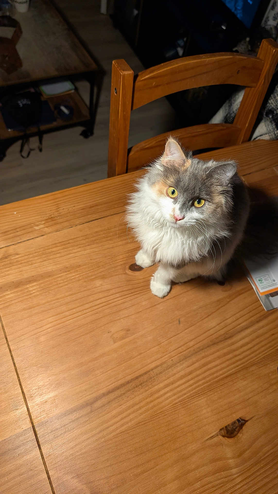 Koume a rejoint le concours — aidez-le/la à gagner de superbes lots ! cat, fluffy, wooden_table, chair, indoor, pet, curious, yellow_eyes, fur, domestic_animal, home_interior, wood_floor, furniture, lighting, table, close_up, animal, cute, sitting, looking_up